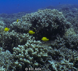 Big Island, Hawaii.  Olympus SP 350. by Bill Arle 